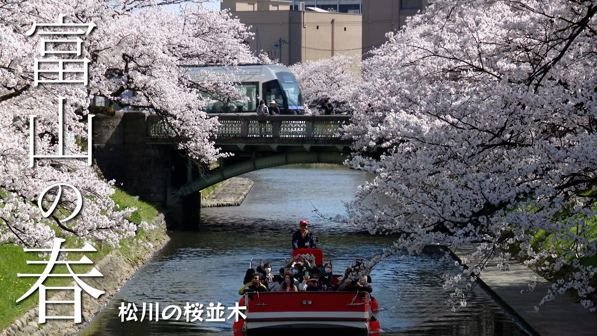 富山の春_松川の桜並木